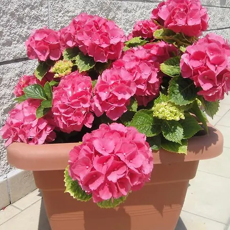 Garden Szálloda Viareggio